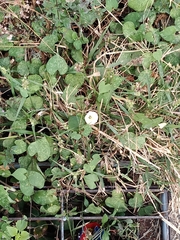 Ipomoea obscura