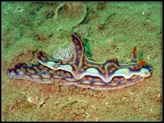 Miamira flavicostata