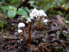 Cordyceps sinclairii