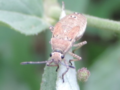Catorhintha selector