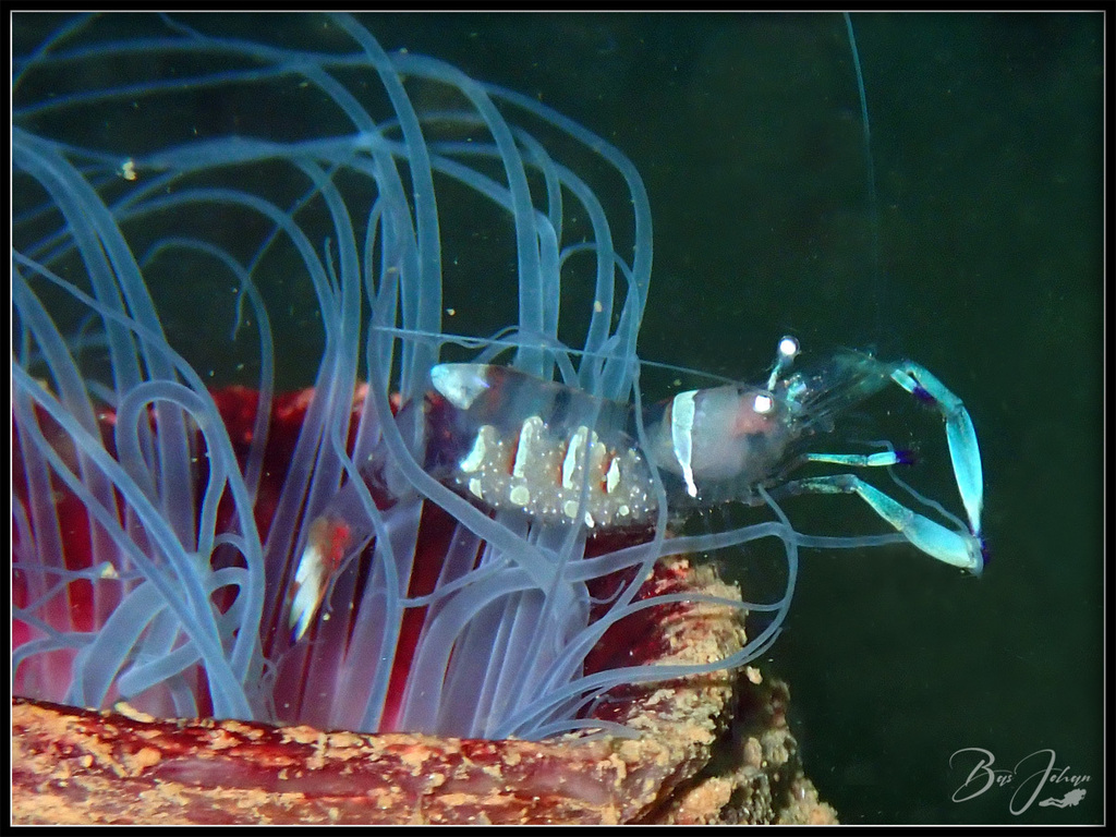 Magnificent Anemone Shrimp