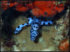 Chromileptes altivelis