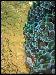 Fimbriaphyllia ancora