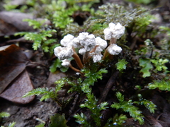 Cordyceps sinclairii