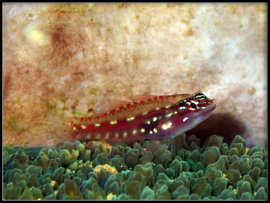 Spottedfin Dwarfgoby