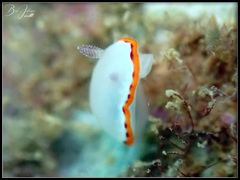 Goniobranchus rubrocornutus
