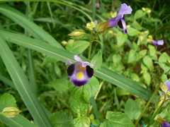 Torenia fournieri