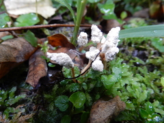 Cordyceps sinclairii