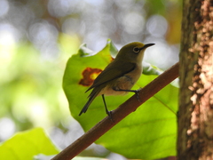 Zosterops natalis