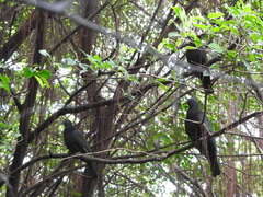 Ducula whartoni