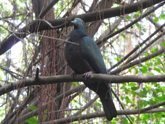 Ducula whartoni