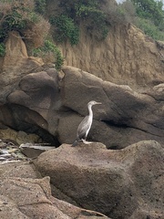 Phalacrocorax punctatus