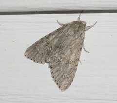 Acronicta americana