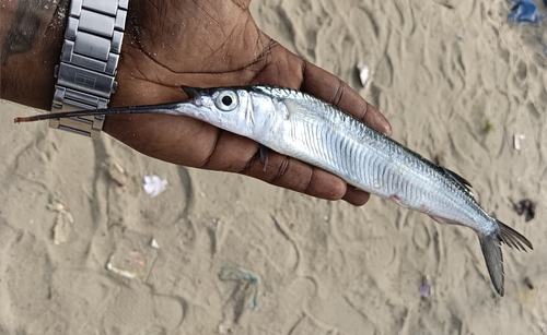 Lutke's halfbeak (Hemiramphus lutkei) — Hemiramphidae — 2