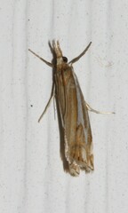 Crambus bidens
