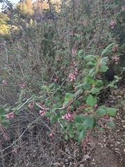 Ribes malvaceum