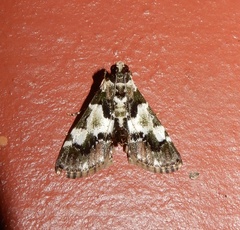 Termioptycha albifurcalis