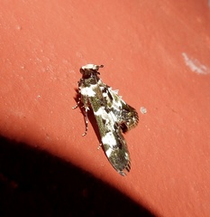 Termioptycha albifurcalis