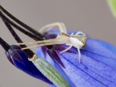 Sidymella trapezia