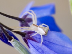 Sidymella trapezia