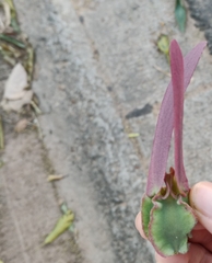 Dipterocarpus