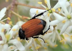 Phyllotocus rufipennis