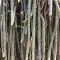 Disocactus speciosus