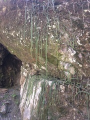 Disocactus speciosus