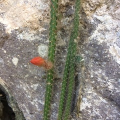 Disocactus speciosus