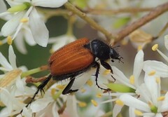 Phyllotocus rufipennis