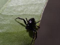 Xysticus bimaculatus