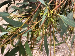 Eucalyptus socialis