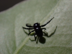 Xysticus bimaculatus