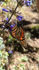 Danaus plexippus plexippus