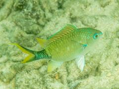 Chromis atripectoralis