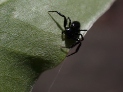 Xysticus bimaculatus