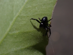 Xysticus bimaculatus