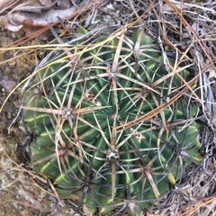 Ferocactus macrodiscus