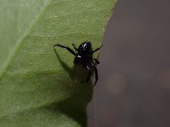 Xysticus bimaculatus