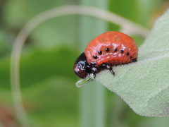 Leptinotarsa rubiginosa