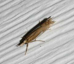 Crambus bidens