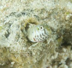 Omobranchus germaini