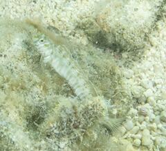 Omobranchus germaini