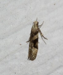 Coleotechnites atrupictella