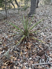 Yucca rupicola