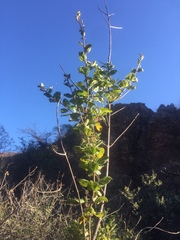 Aloysia barbata