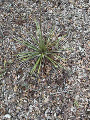 Yucca rupicola