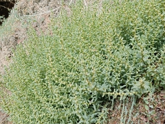 Suaeda novae-zelandiae