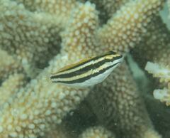 Petroscirtes fallax