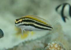 Petroscirtes fallax